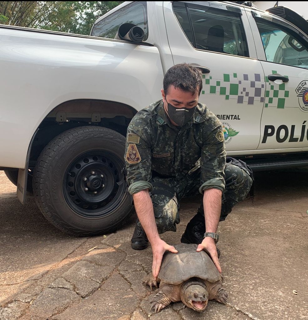 Tartaruga-aligátor é encontrada em Presidente Prudente — Foto: Polícia Ambiental 