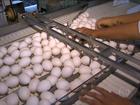 Produção de ovos aumenta no oeste paulista e o preço do produto cai
