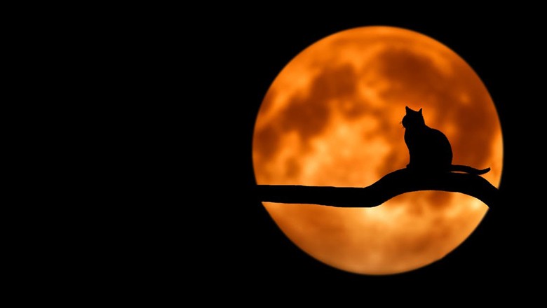 noite-lua-gato (Foto: Pexels)