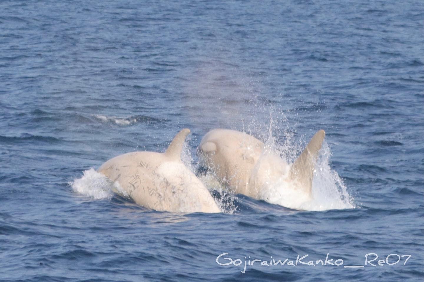 Duas orcas brancas foram avistadas nadando lado a lado na costa de Rausu, no Japão  (Foto: Gojiraiwa Kanko Whale Watching/Facebook)