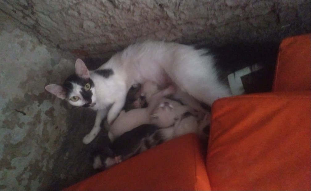 Gatinhos órfãos ganham 'mãe de leite' em Tupi Paulista (SP) — Foto: José Carlos Romão Augusto/Cedida 