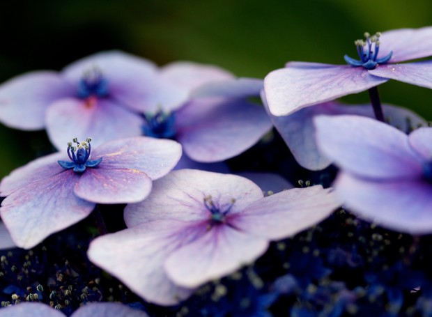 Fáceis de cuidar, as violetas ficam lindas em pequenos vasinhos (Foto: Unsplash /  Nikhita Singhal / Creative Commons)