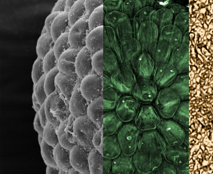 Imagem combinada mostrando a superfície externa do Protocodium sinense (esquerda), vista através da camada externa composta por utrículos (meio, colorido) e sifões centrais (direita, colorido). (Foto: Cédric Aria)