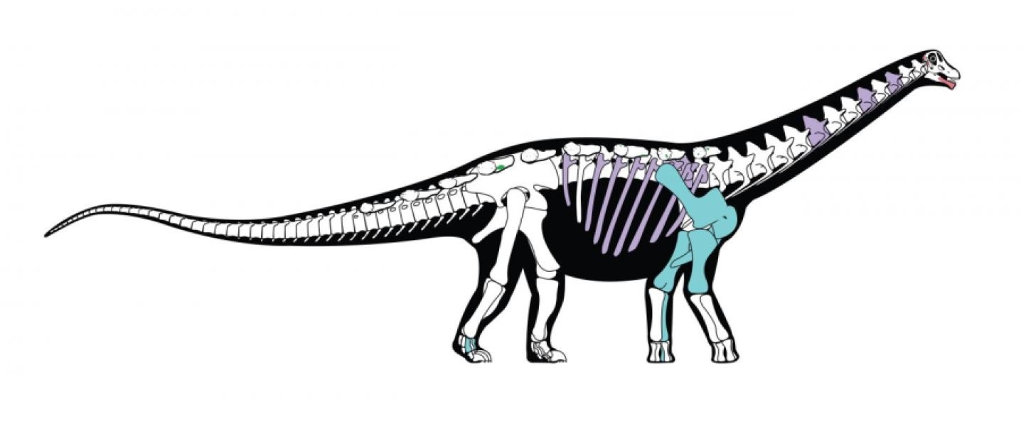 Esqueleto reconstruído do Mansourasauro. Em azul os ossos preservados no fóssil. (Foto: Andrew McAfee, Carnegie Museum of Natural History)