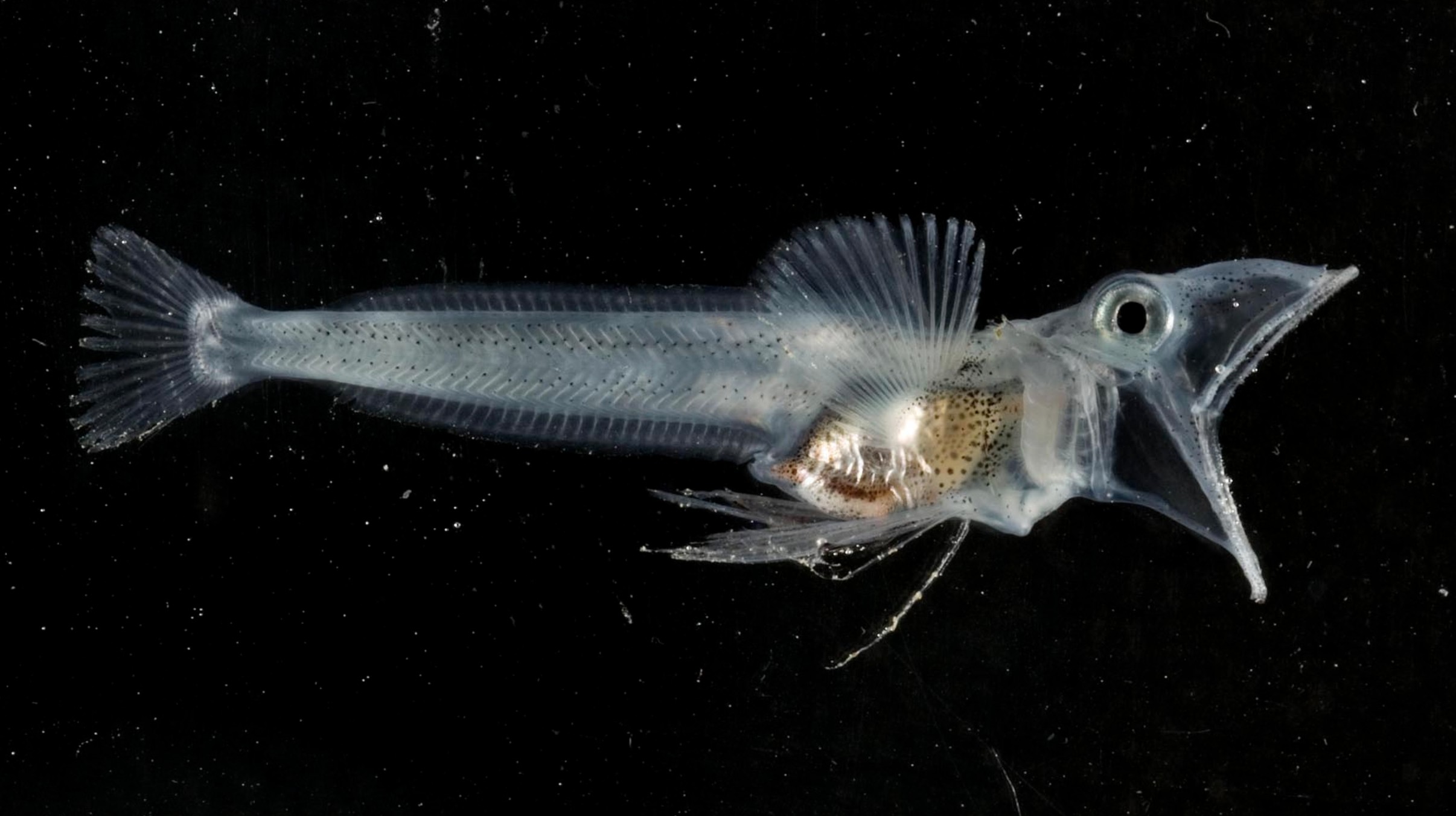 Pesquisadores estudaram as curiosas características do peixe-gelo-preto (Foto: Phys/ Divulgação)