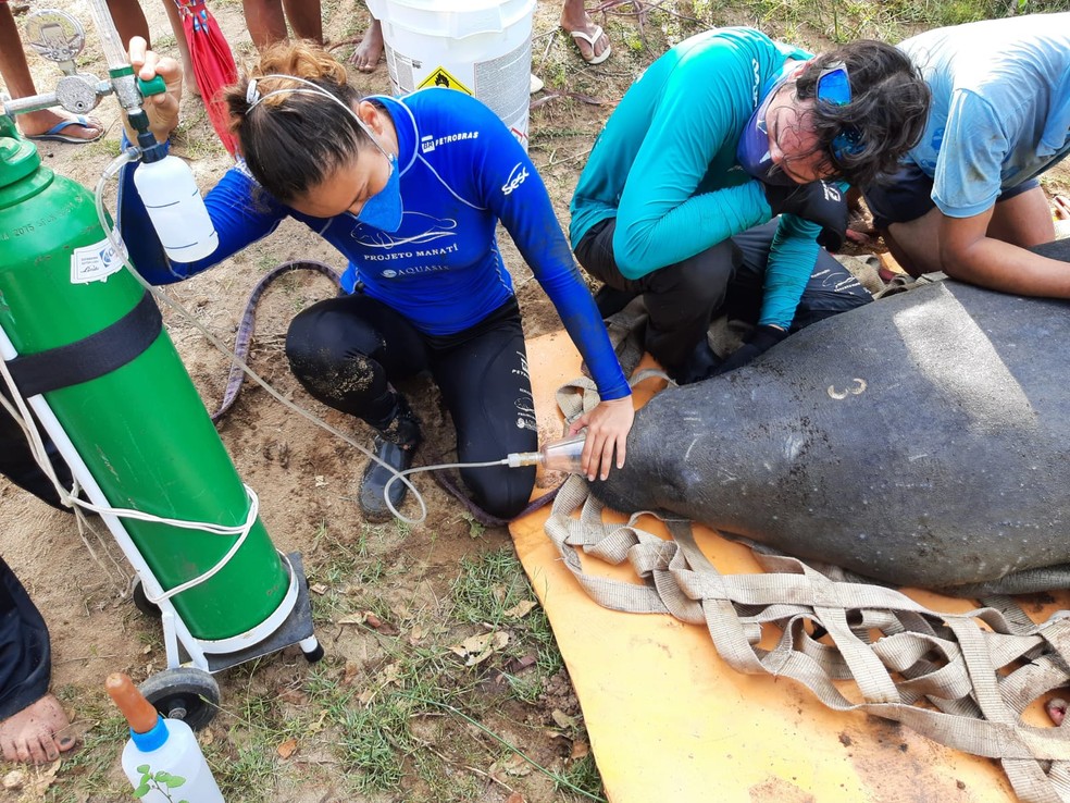 Fêmea foi resgatada em um rio na cidade de Itapipoca por riscos à sua saúde. — Foto: Divulgação/Aquasis