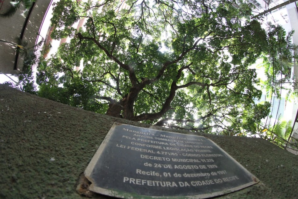 Entre as cerca de 250 mil árvores do Recife, há 54 plantas tombadas — Foto: Marlon Costa/Pernambuco Press