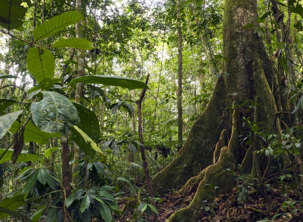 floresta amazônica deca casa e jardim se importa (Foto: Thinkstock)
