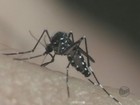 Agentes de Araraquara intensificam ações de combate ao Aedes aegypti