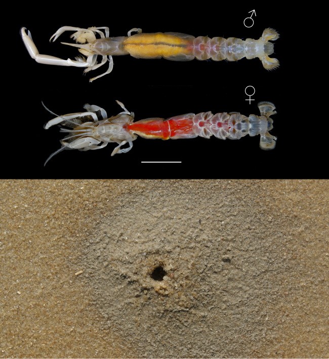 Montagem de espécimes macho e fêmea do Callichirus corruptus e foto de buraco na areia aberto pelo crustáceo na praia de Barra de Caravelas, na Bahia (Foto: Unesp/divulgação)