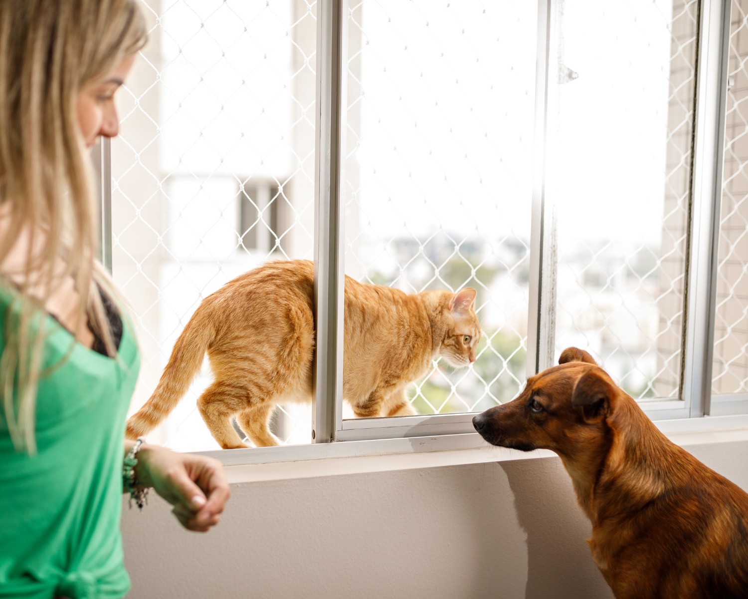 Gatos podem realizar o patrulhamento através da janela de casa, por isso, todas devem ser teladas (Foto: Canva / Creative Commoms)