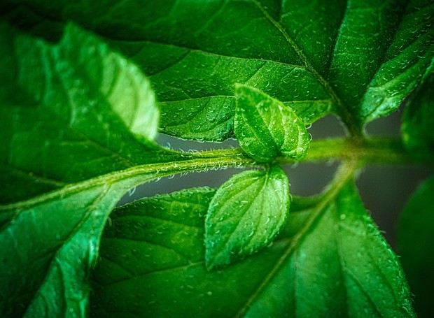 As plantas precisam de luz do sol, água e dióxido de carbono, além de outros minerais, para formar folhas e flores (Foto: Pixabay / Fietzfotos / Creative Commons)