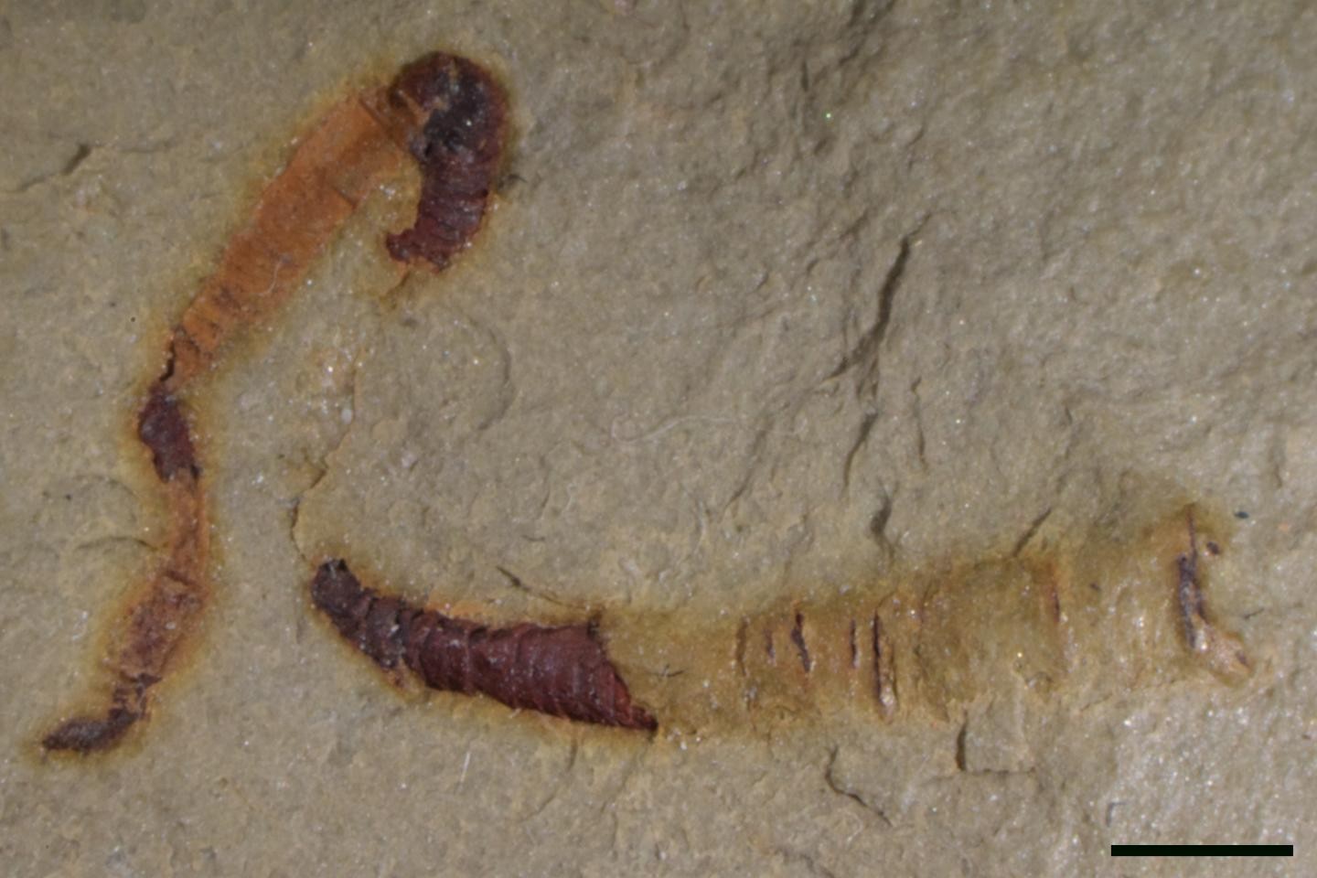 Fósseis mais antigos de um sistema digestivo são encontrados nos EUA (Foto: Divulgação/University of Missouri)