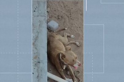 Polícia resgata cadela pitbull presa sem água e exposta ao sol em SC