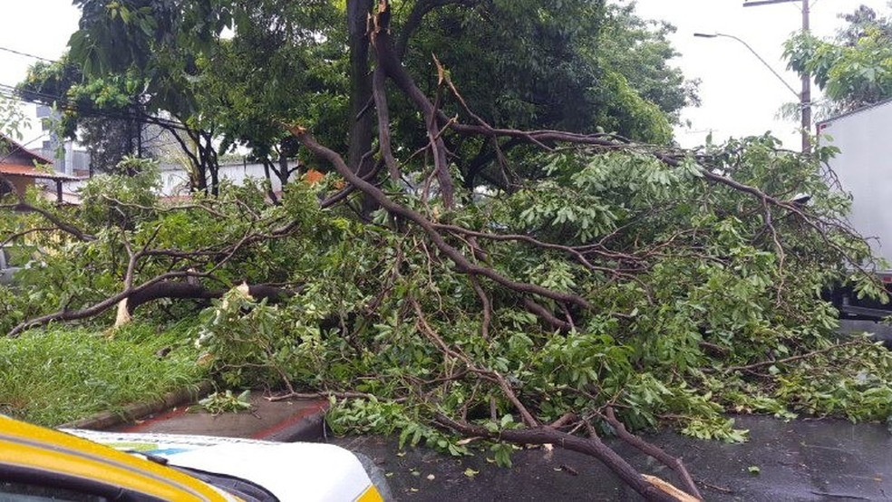 Árvore de grande porte bloqueou parte de via no Barreiro (Foto: Vivi Vieiras/BHTrans/Divulgação)