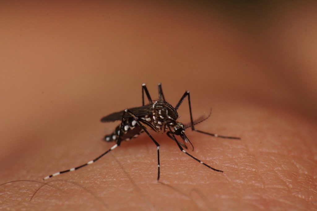 Índice de infestação do Aedes em Governador Valadares cai, mas continua alto 