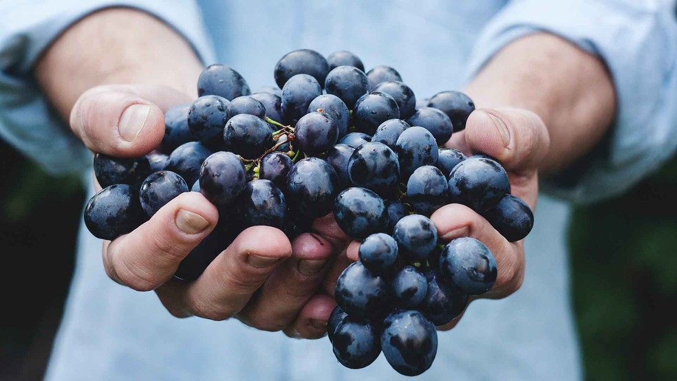 Saiba mais sobre vinhos feitos em agricultura sem veneno — Foto: Reprodução/Unsplash