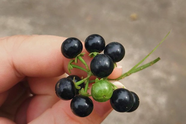 Maria-pretinha  Solanum americanum – Entre Plantas