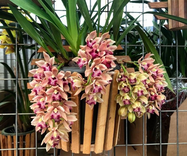 Orquídea Cymbidium: aprenda a cultivar e cuidar da planta - Casa Vogue |  Smart