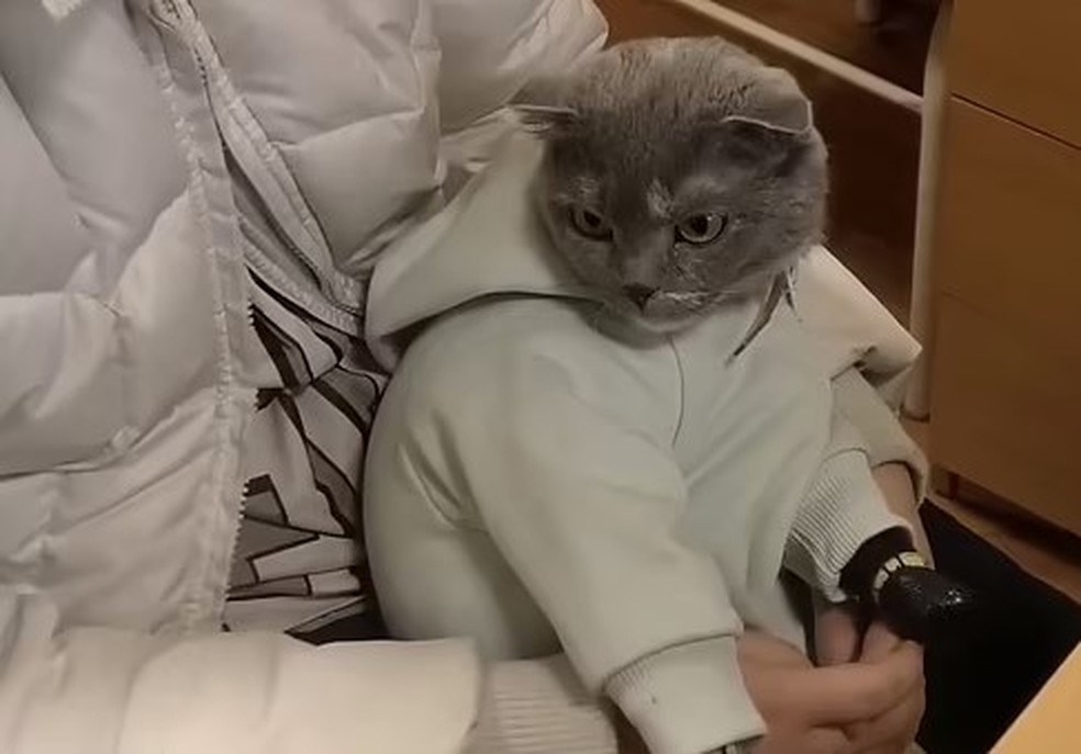Gato é resgatado na Rússia após ser usado no tráfico de droga — Foto: Reprodução