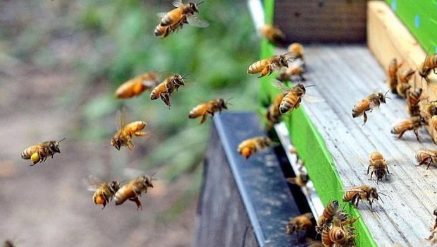 Abelhas (Foto: Reprodução/Facebook The World Bee Project CIC)