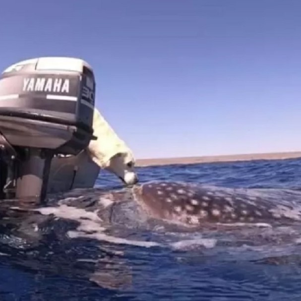 A dog kisses a 7-meter shark during a boat trip (Image: Instagram reproduction)