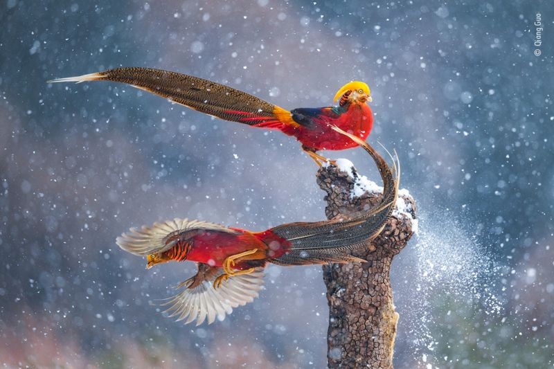 Dois pássaros coloridos, vermelhos e azuis, com grandes penas no rabos, fotografados durante voo sob a neve (Foto: QIAN GUO/ WILDLIFE PHOTOGRAPHER OF THE YEAR via BBC News)
