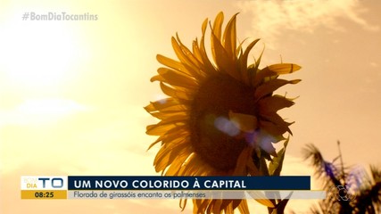 Florada dos girassóis encanta palmenses
