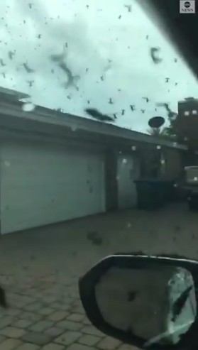 Nuvem de love bugs na Flórida (Foto: Reprodução/Instagram)