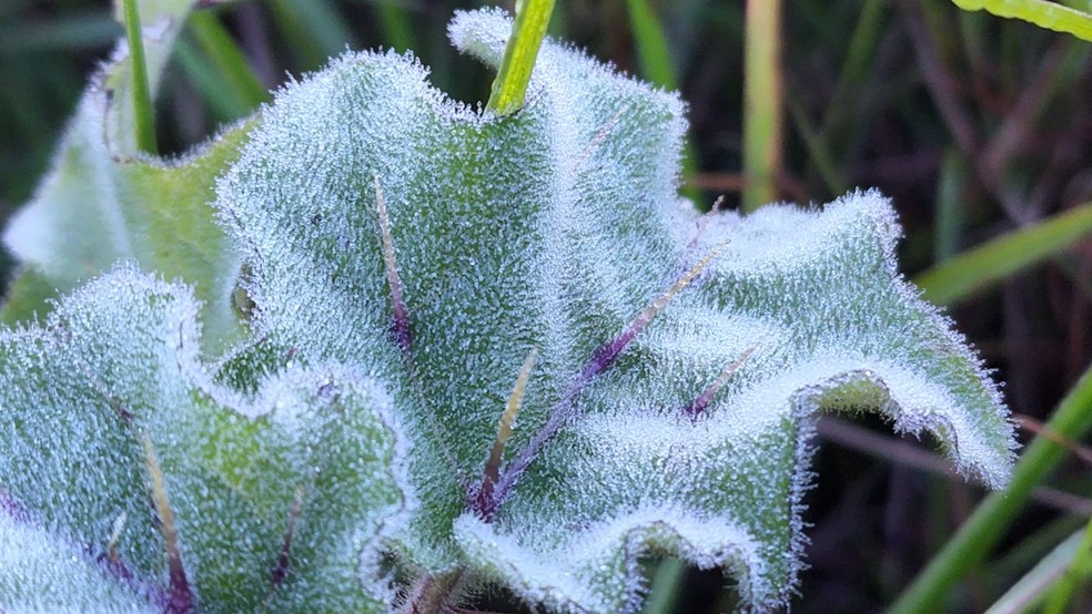 Camada fina de gelo cobriu vegetação — Foto: Mycchel Legnagi/ Divulgação