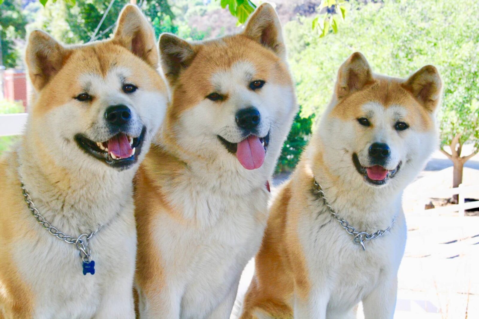 Chico, Layla e Forrest, os três cães da raça Akita que interpretaram o Hachi adulto e idoso (Foto: Vicki Wong and Hachi/ Reprodução)