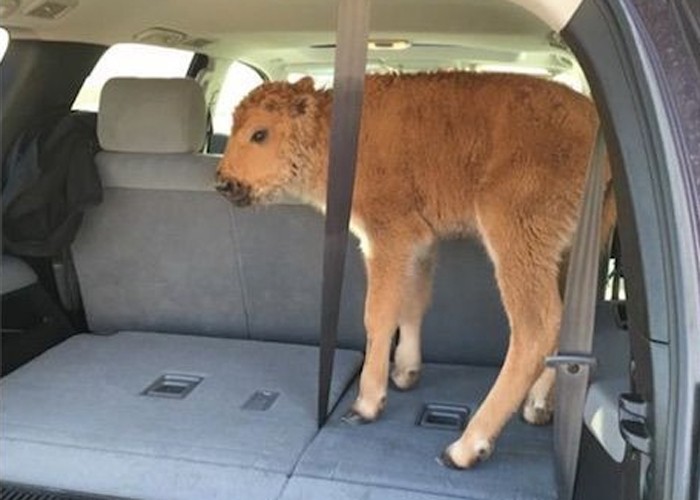 Testemunhas registraram o momento em que bisão foi levado para carro (Foto: Reprodução/Facebook)