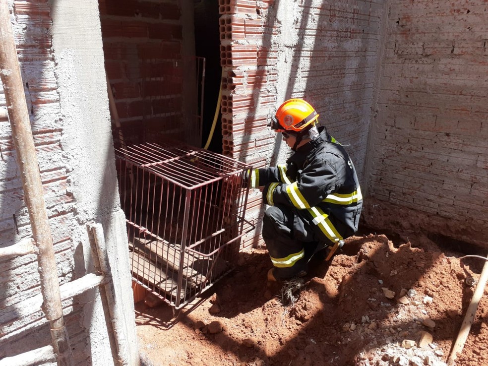 Bombeiros resgataram a onça na manhã desta terça-feira (24) em Iacri — Foto: João Trentini/Divulgação