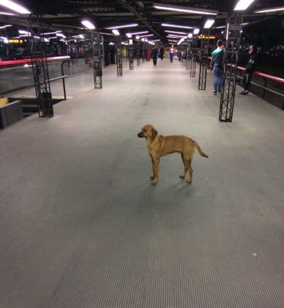 Depois de 3 km de trajeto, o cachorro desceu no terminal do Cabral â Foto: Arquivo pessoal/Diego Gutierre