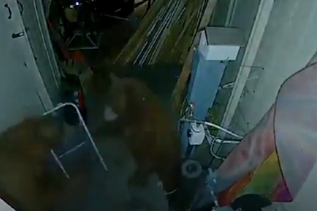 Ursos invadem garagem de casa, brigam e assustam moradora (Foto: Reprodução/Youtube)