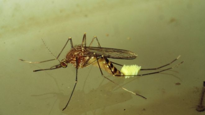 Pesquisa da Universidade de Reading mostrou que microplástico é ingerido por larvas de mosquitos e transferido para outros ecossistemas (Foto: BBC )