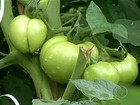 Em GO, excesso de chuva causa prejuízo nas lavouras de tomate