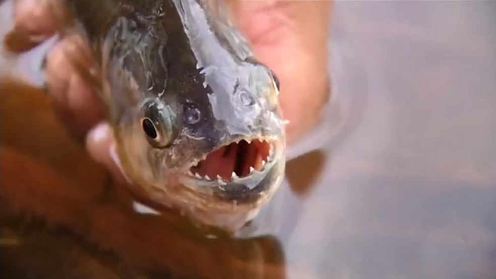 Paraguaios morrem em ataque de piranhas — Foto: Reprodução/TV TEM 